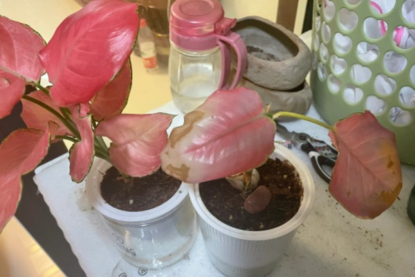 让吉利红更旺盛的方法，每天见光不能少于8小时