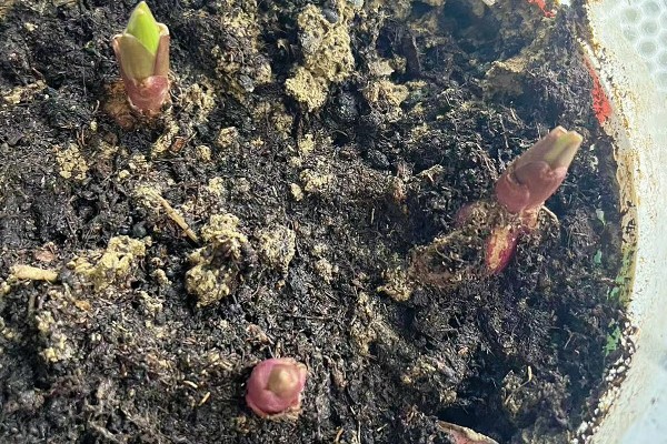 让吉利红更旺盛的方法，每天见光不能少于8小时