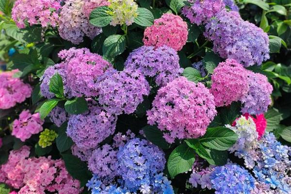 绣球花醒花是要花头泡水吗，不要把花头泡水里