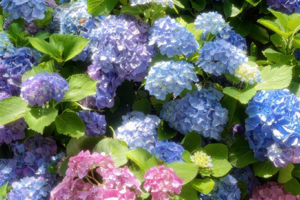 绣球花醒花是要花头泡水吗，不要把花头泡水里