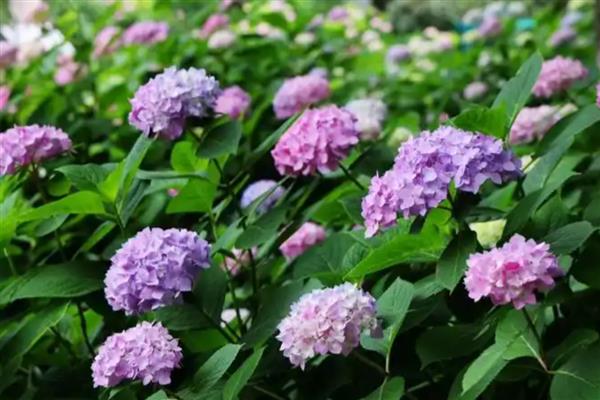 绣球花醒花是要花头泡水吗，不要把花头泡水里
