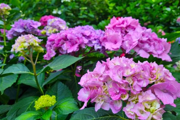 绣球花醒花是要花头泡水吗，不要把花头泡水里