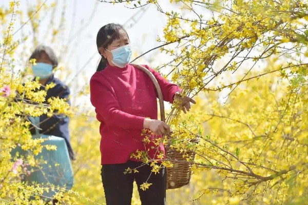 连翘在什么时候收获,一般在7月份到10月份