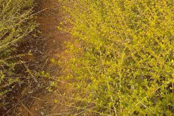 连翘在什么时候收获,一般在7月份到10月份