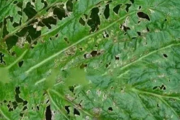 白菜细菌性叶斑病的为害症状，主要为害叶片