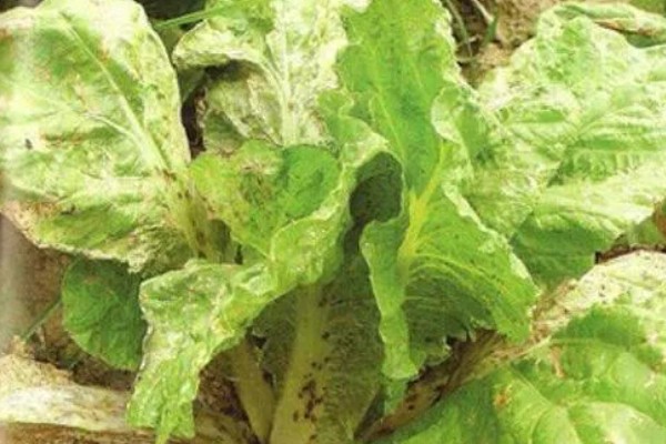 白菜细菌性叶斑病的为害症状，主要为害叶片