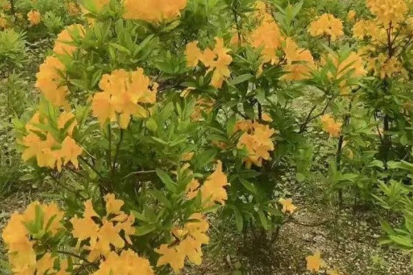 羊踯躅是什么，是杜鹃花科落叶或半落叶灌木