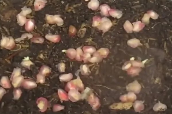 石榴种子可以吃吗,是能吃的