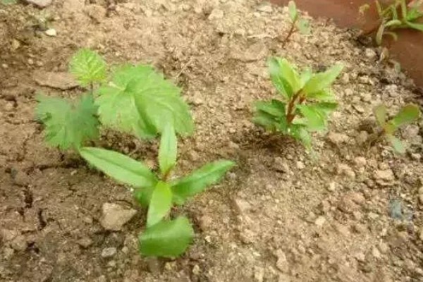 石榴种子可以吃吗,是能吃的