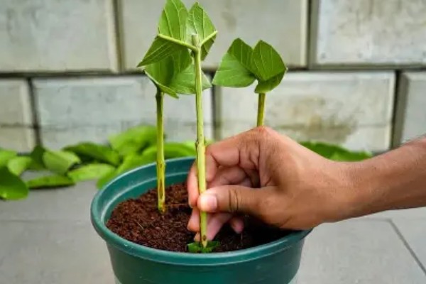番石榴树的寿命，通常在50年左右
