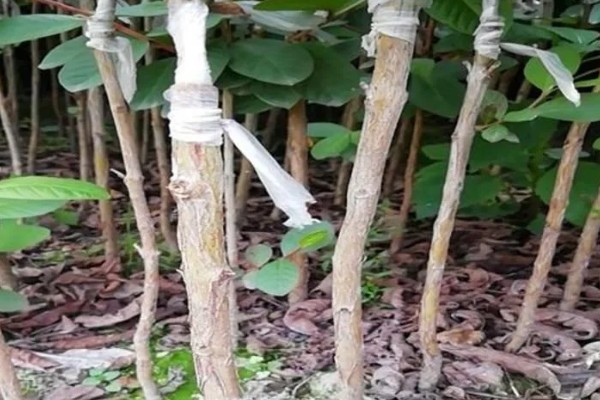 番石榴树的寿命，通常在50年左右