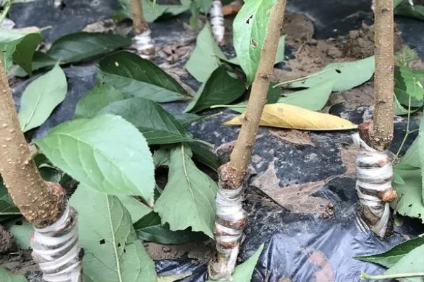 番石榴树的寿命，通常在50年左右