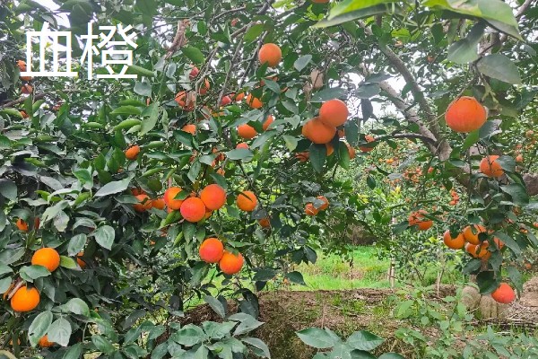 脐橙与血橙的区别，大小和颜色均不同