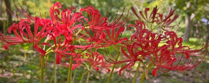 石蒜什么时候开花，花期一般是8-9月份