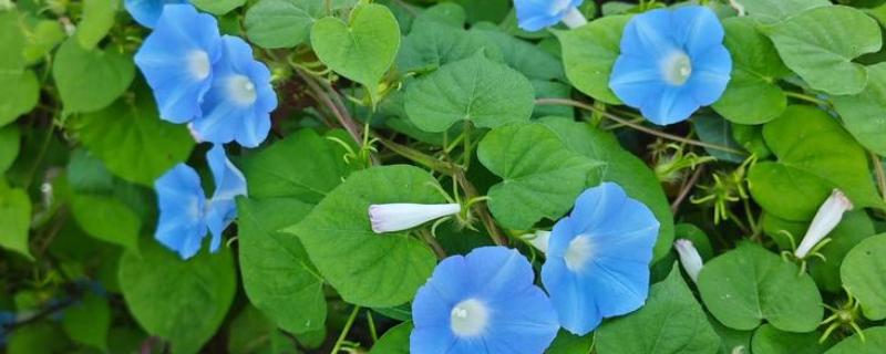 牵牛花秋季养护方法，要放在有散光的环境中
