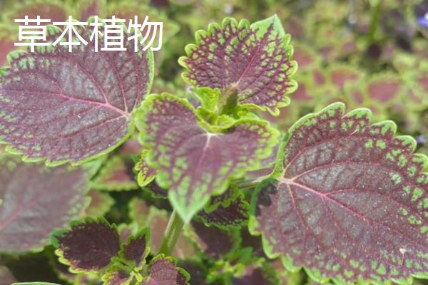 谷穗属于什么植物，是草本植物