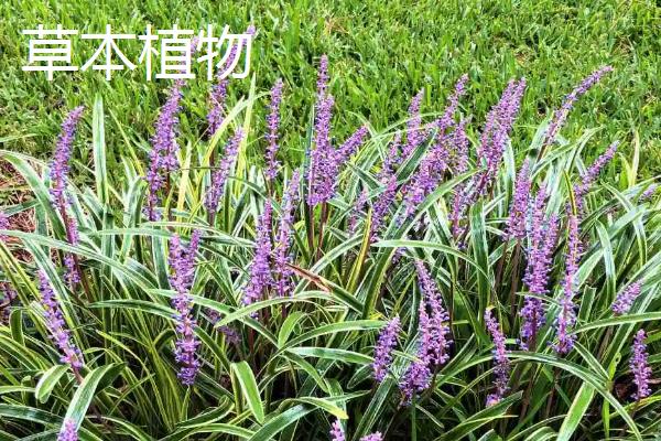 谷穗属于什么植物，是草本植物