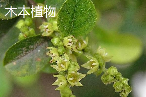 谷穗属于什么植物，是草本植物