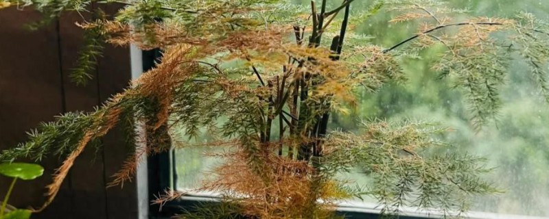 怎么养文竹才能叶子不发黄，需合理的进行施肥