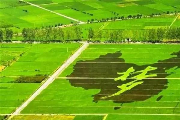 乡村振兴包括哪几个方面，包括产业振兴、人才振兴等