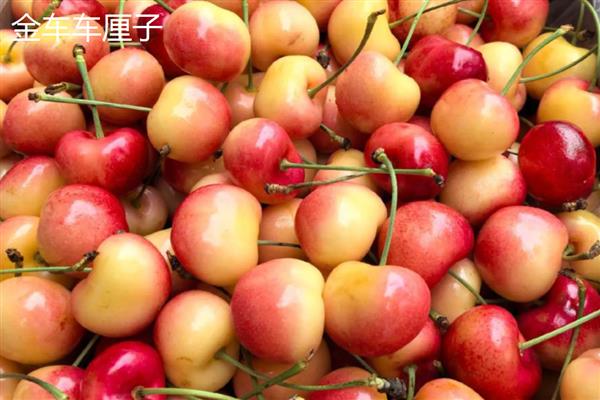 如何家庭盆栽车厘子,选择好适宜的小苗进行栽培