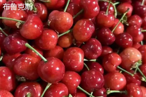 如何家庭盆栽车厘子,选择好适宜的小苗进行栽培
