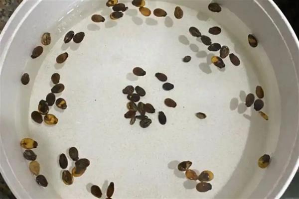 怎么种西瓜,播种前种子用多菌灵药剂浸泡2小时
