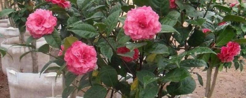 茶花如何养殖，生长适温在15-32℃