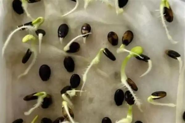 怎么种西瓜,播种前种子用多菌灵药剂浸泡2小时