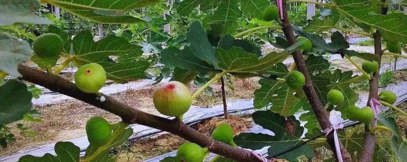 无花果的产地，原产地中海沿岸