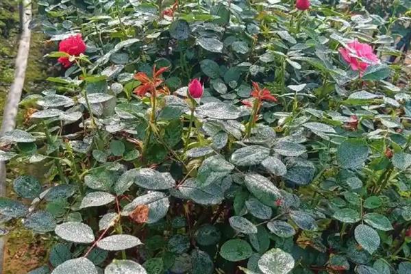 月季叶子发干发脆还可以救活吗，还能救活