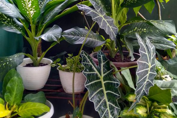 有象征意义的植物,常见的有松柏、紫荆花等