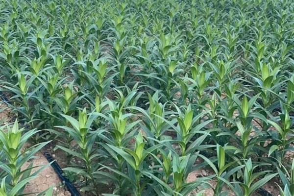 北方地栽百合越冬可以吗,百合北方地栽能越冬