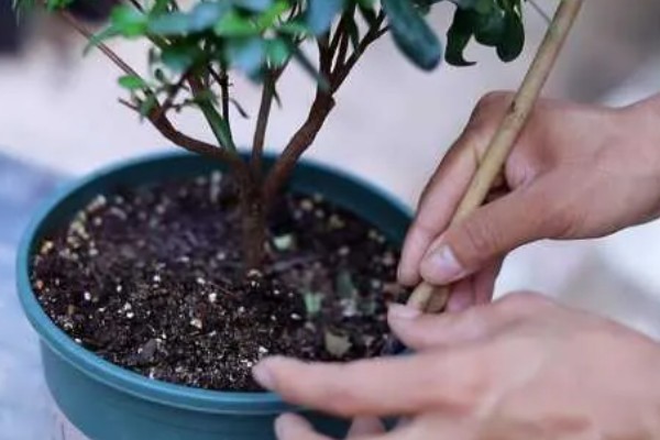 花水浇多了怎么处理，需要加强通风条件