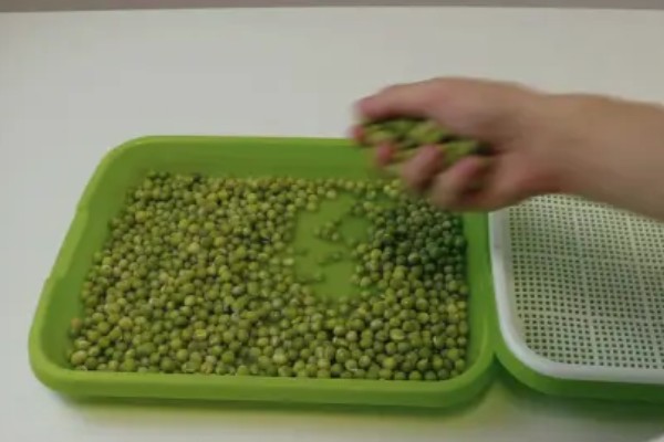 豌豆苗怎么水培,使用清水浸泡豌豆种子24小时,期间换水3次以上
