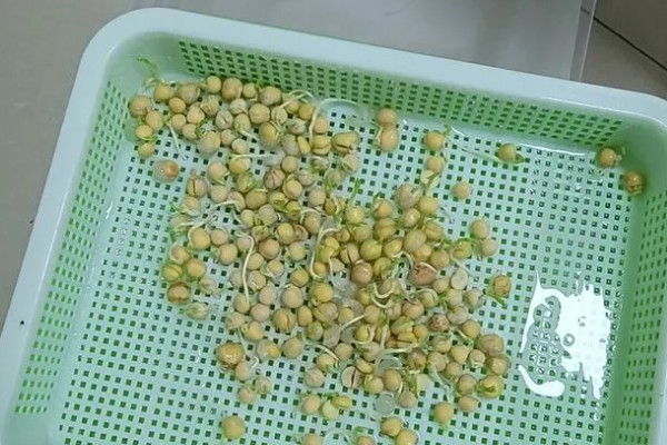 豌豆苗怎么水培,使用清水浸泡豌豆种子24小时,期间换水3次以上