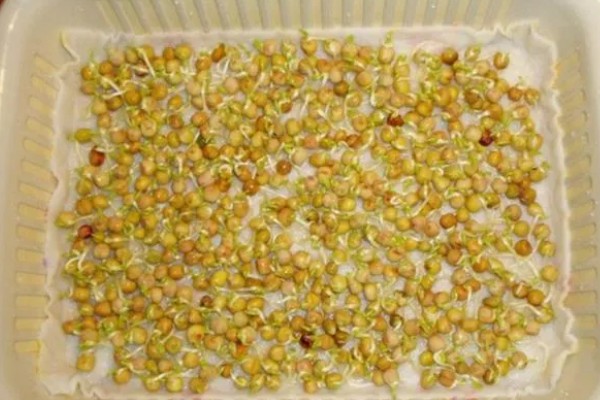 豌豆苗怎么水培,使用清水浸泡豌豆种子24小时,期间换水3次以上