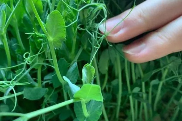 豌豆苗怎么水培,使用清水浸泡豌豆种子24小时,期间换水3次以上