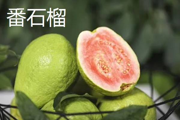番石榴与石榴的区别,外形和口感均不同