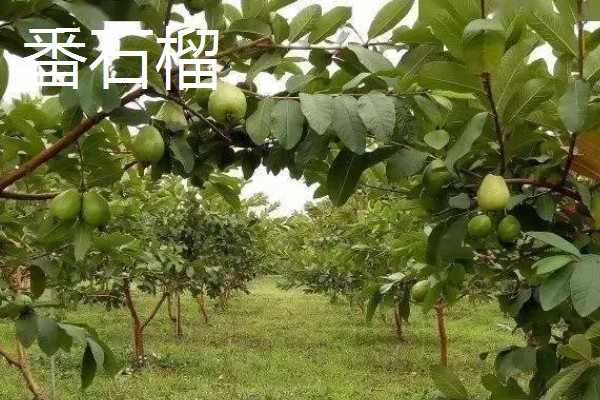 番石榴与石榴的区别,外形和口感均不同