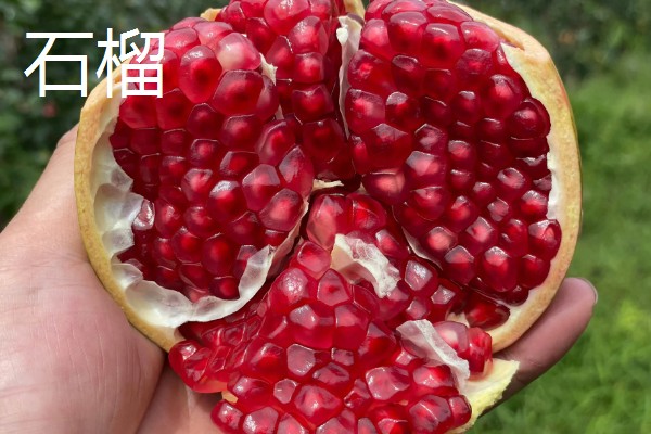 番石榴与石榴的区别,外形和口感均不同