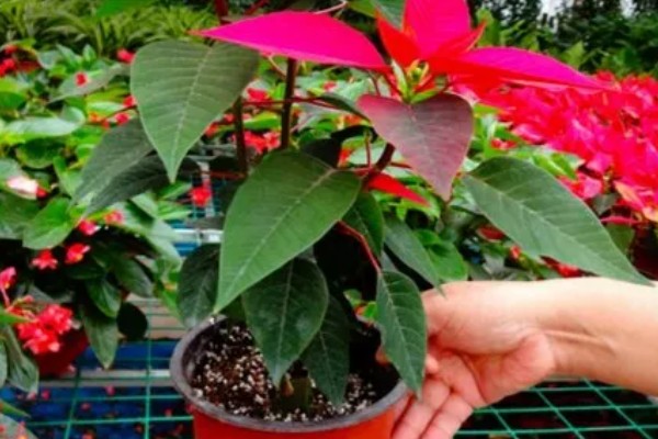 怎么使一品红正常开花，pH值范围是5.5-6.0