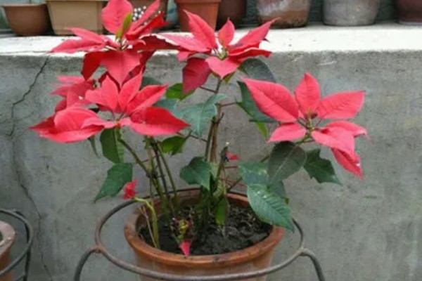 怎么使一品红正常开花，pH值范围是5.5-6.0