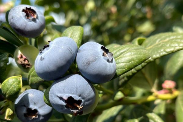 蓝莓在什么季节成熟,在7-9月期间就可以成熟上