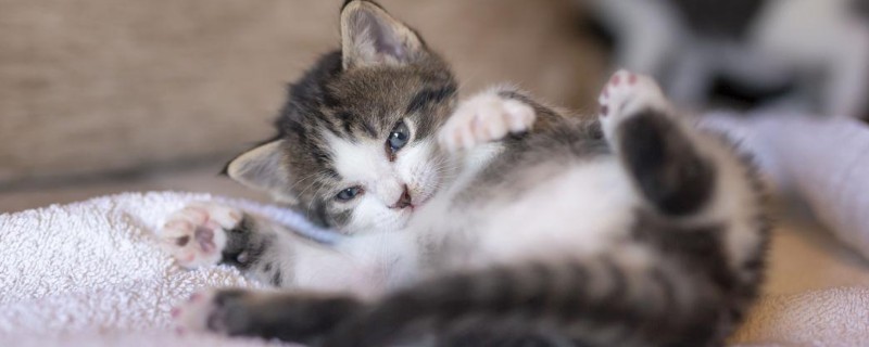 猫咪为什么毛发发黄，寄生虫感染、洗护不当均会引起