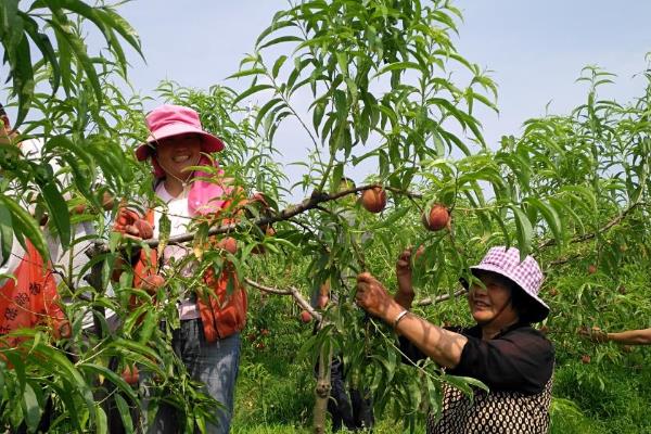 怎么采摘毛桃，一般在六月到九月采摘