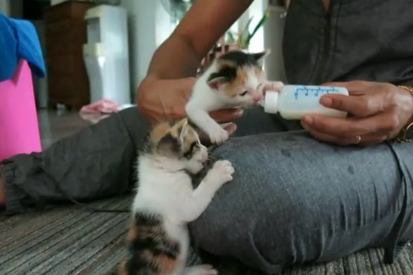 怎样给猫咪泡羊奶粉，先放水再放奶粉