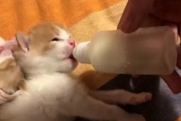 怎样给猫咪泡羊奶粉，先放水再放奶粉