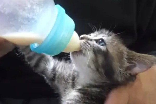 怎样给猫咪泡羊奶粉，先放水再放奶粉