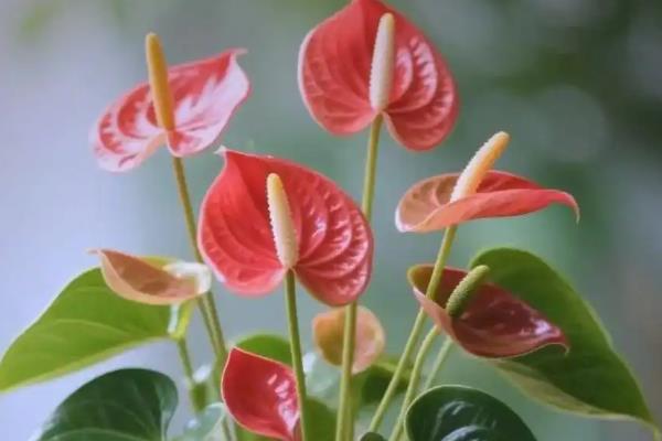 红掌怎么养殖,春秋季节每隔2-3天浇一次水